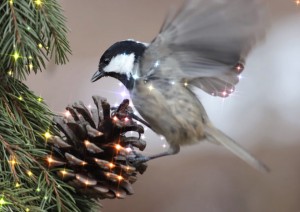 Coal Tit takes off from an fir tree branch On a blurred brown background ...