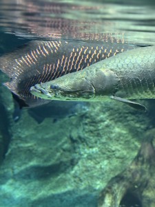 IMG_9060