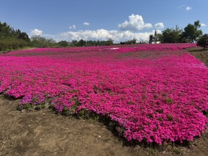 IMG_1130